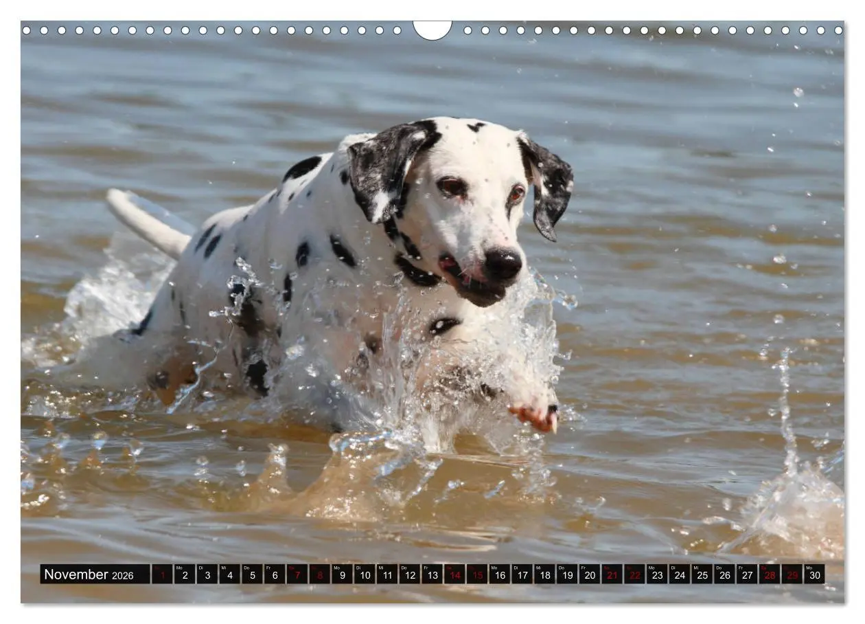 Bild: 9783457882214 | Gefleckte Freunde - Hunderasse Dalmatiner (Wandkalender 2026 DIN A3...