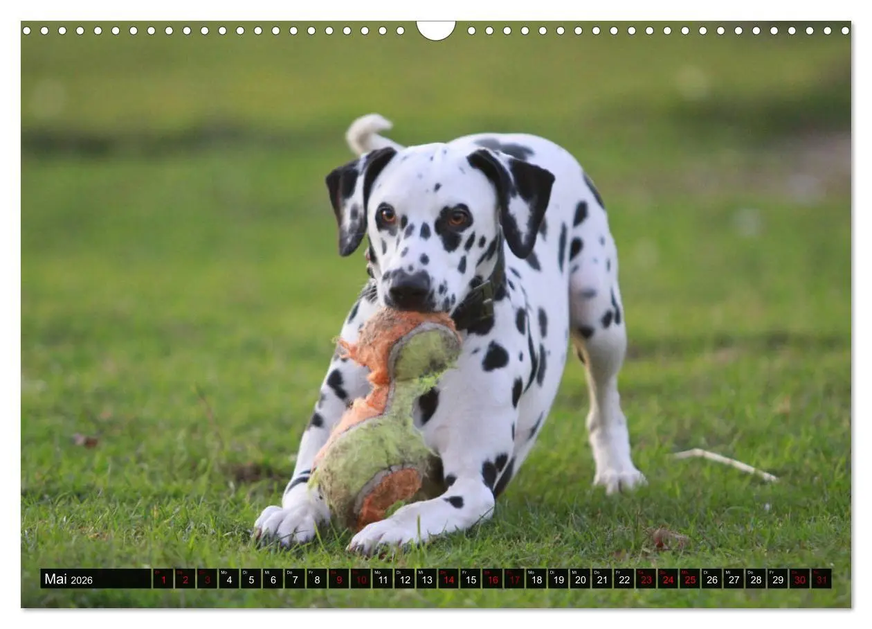 Bild: 9783457882214 | Gefleckte Freunde - Hunderasse Dalmatiner (Wandkalender 2026 DIN A3...
