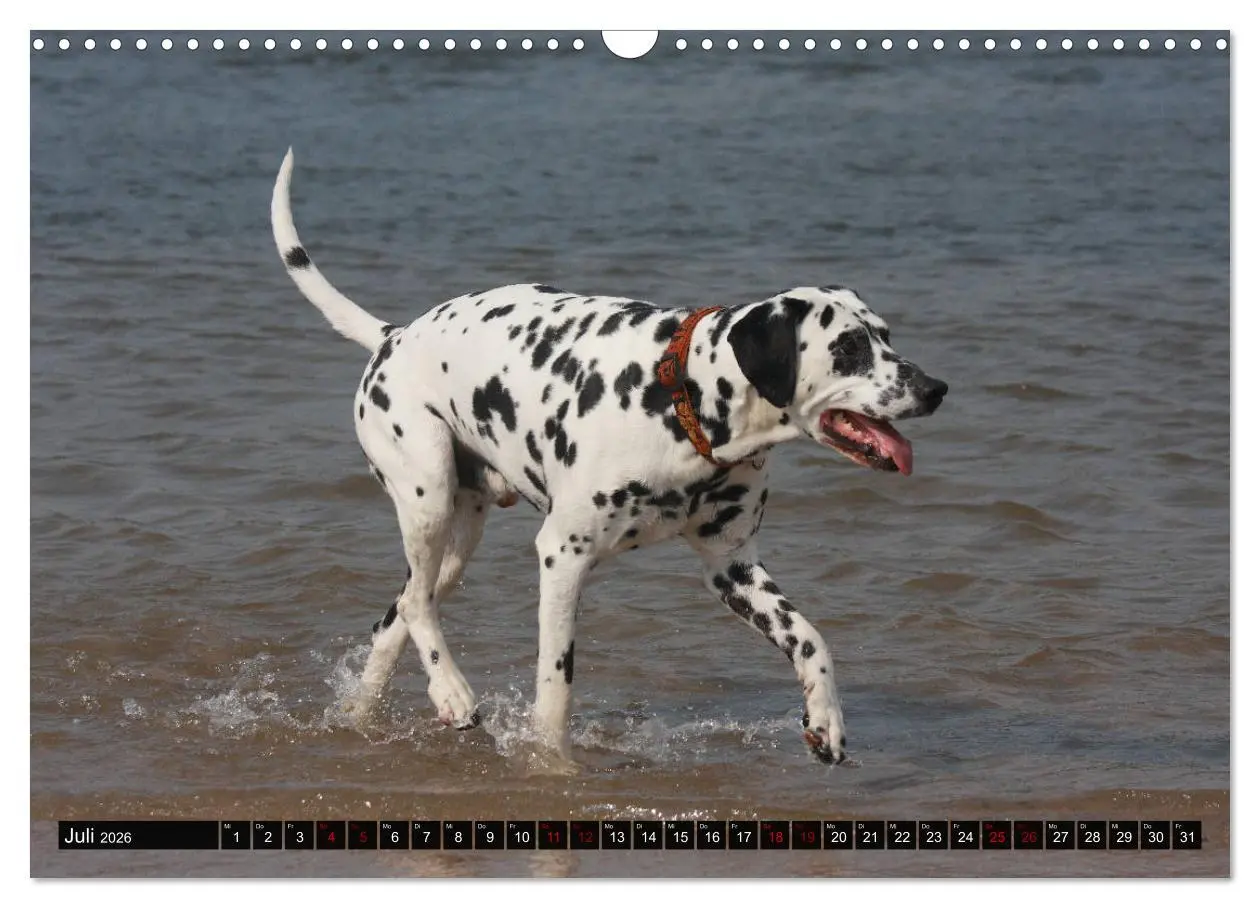 Bild: 9783457882214 | Gefleckte Freunde - Hunderasse Dalmatiner (Wandkalender 2026 DIN A3...