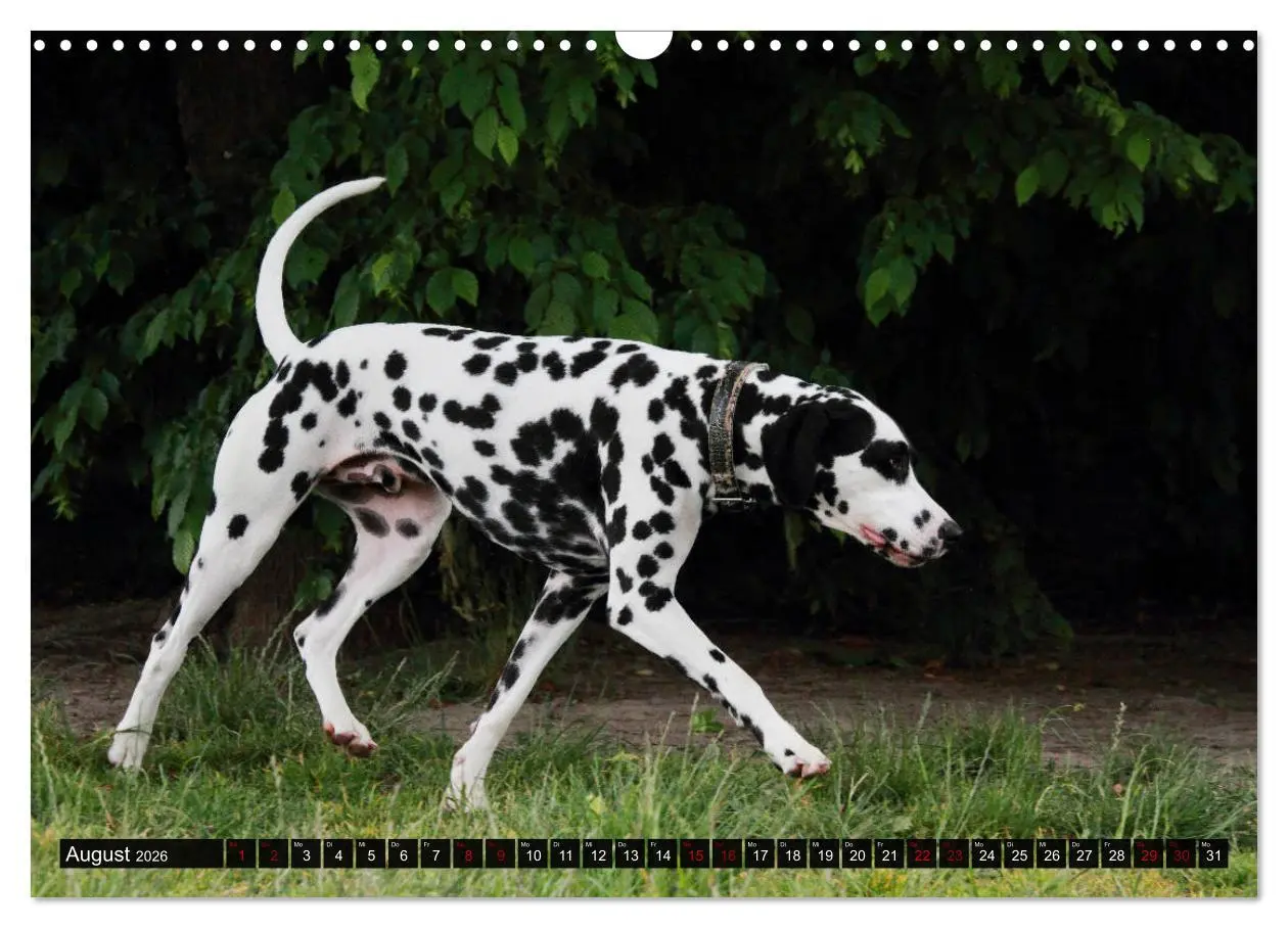 Bild: 9783457882214 | Gefleckte Freunde - Hunderasse Dalmatiner (Wandkalender 2026 DIN A3...