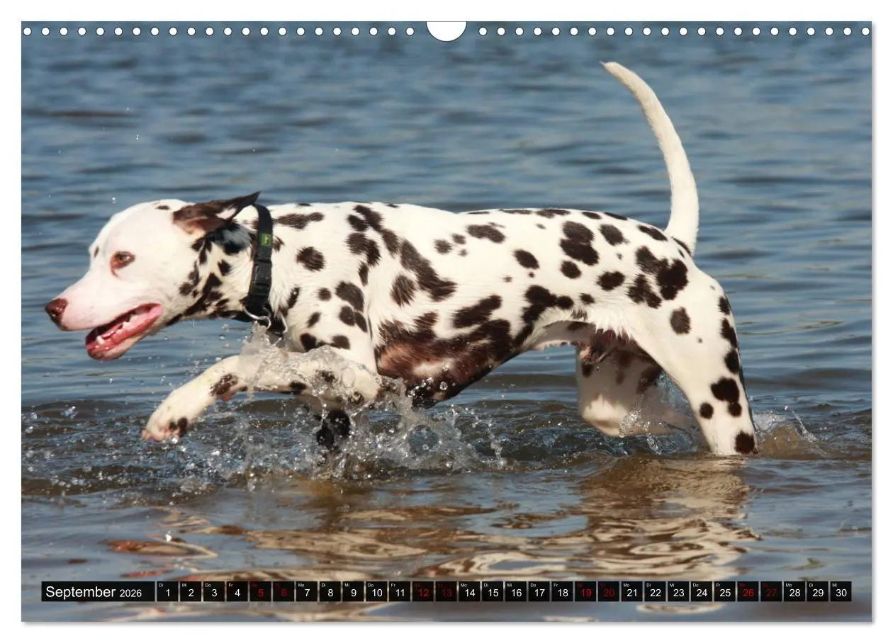 Bild: 9783457882214 | Gefleckte Freunde - Hunderasse Dalmatiner (Wandkalender 2026 DIN A3...