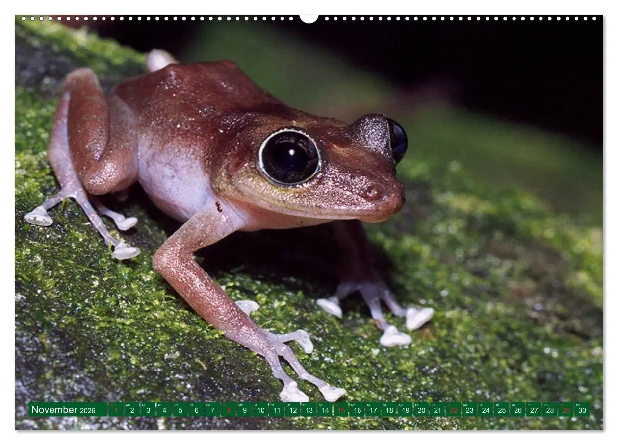 Bild: 9783516112214 | Kröten &amp; Frösche (hochwertiger Premium Wandkalender 2026 DIN A2...