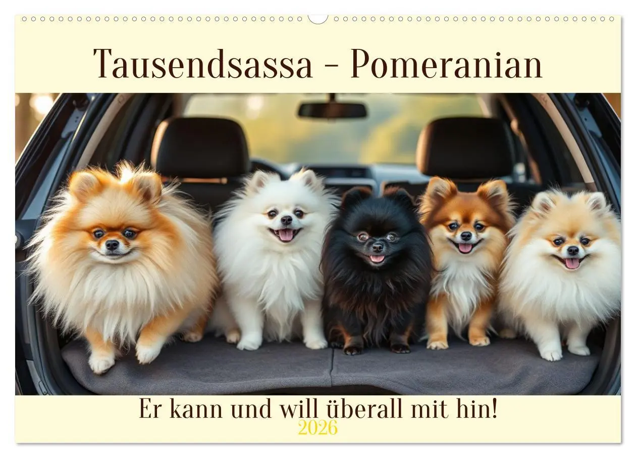Cover: 9783516592214 | Tausendsassa - Pomeranian (Wandkalender 2026 DIN A2 quer), CALVENDO...