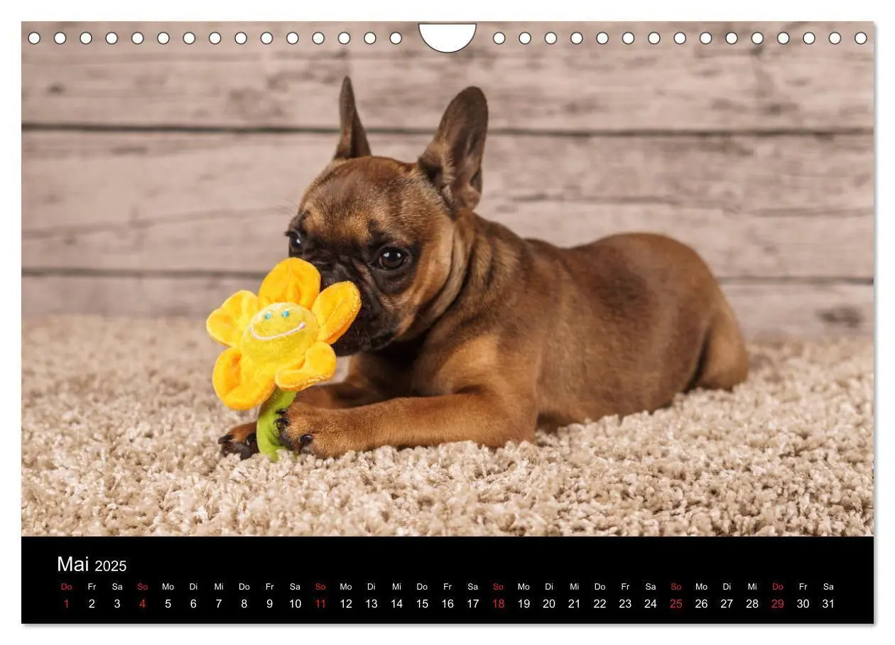 Bild: 9783435302314 | French Bulldog aktiv, verspielt, sportlich (Wandkalender 2025 DIN...