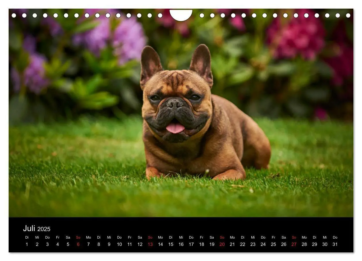 Bild: 9783435302314 | French Bulldog aktiv, verspielt, sportlich (Wandkalender 2025 DIN...