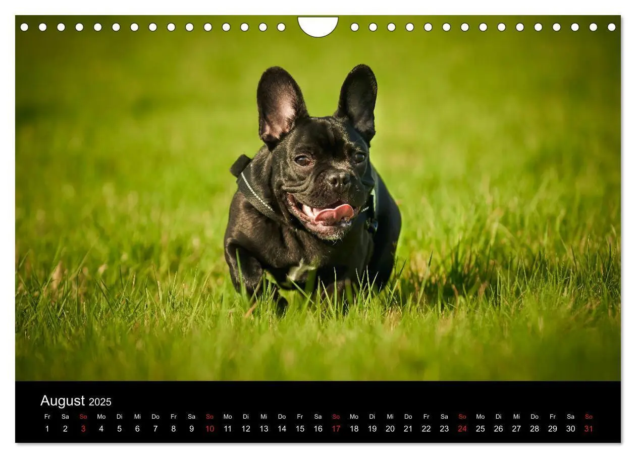 Bild: 9783435302314 | French Bulldog aktiv, verspielt, sportlich (Wandkalender 2025 DIN...