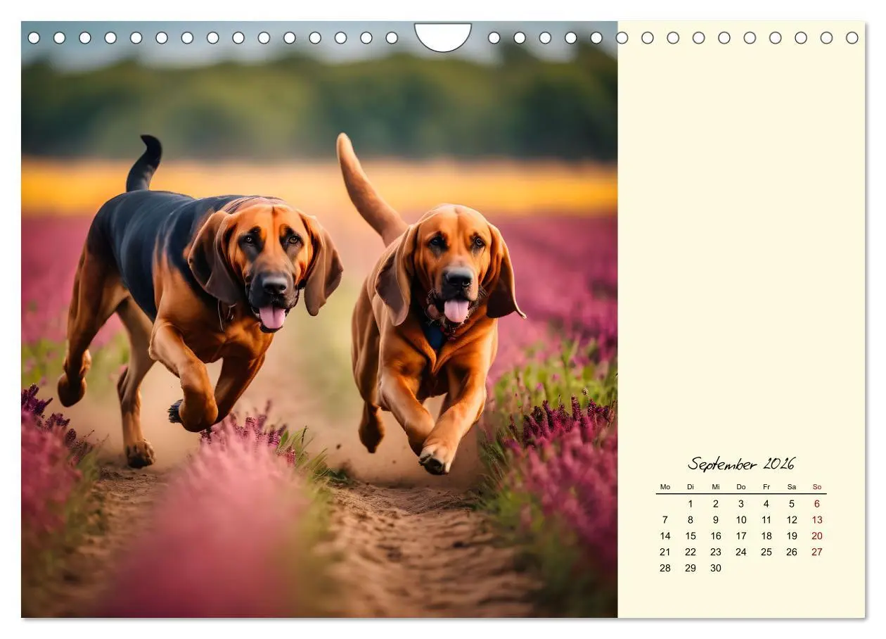 Bild: 9783457252314 | Bloodhound - Mächtige Spürnase (Wandkalender 2026 DIN A4 quer),...