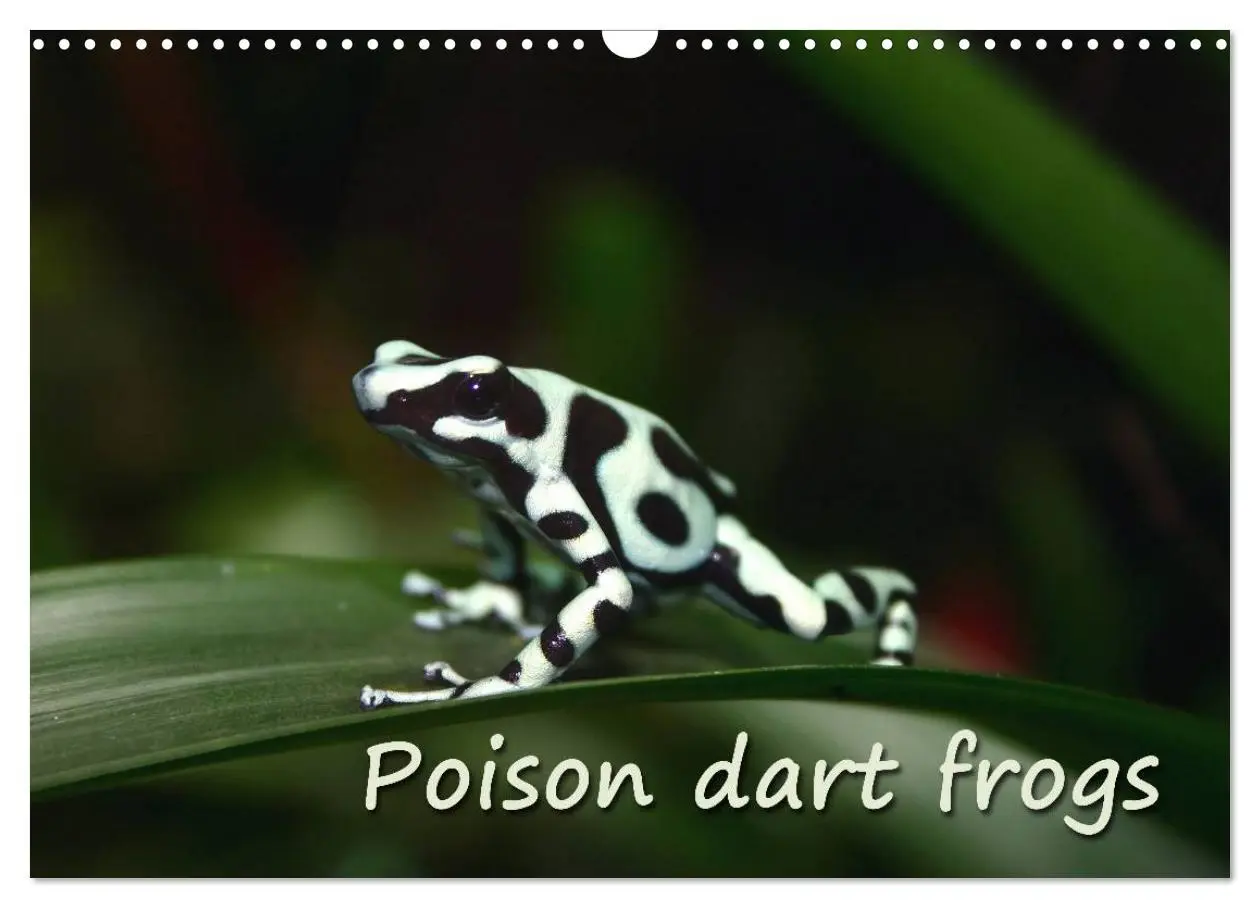 Cover: 9783516582314 | Poison dart frogs / UK-Version / Birthday Calendar (Wall Calendar...