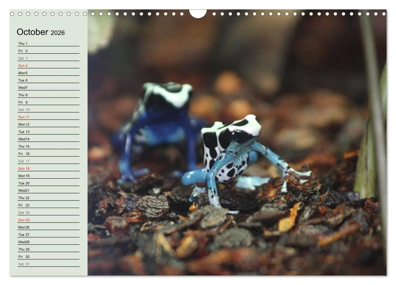 Bild: 9783516582314 | Poison dart frogs / UK-Version / Birthday Calendar (Wall Calendar...
