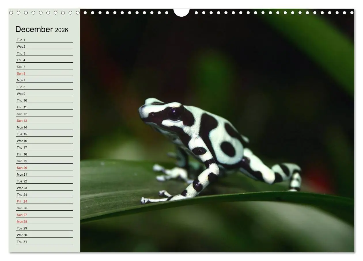 Bild: 9783516582314 | Poison dart frogs / UK-Version / Birthday Calendar (Wall Calendar...