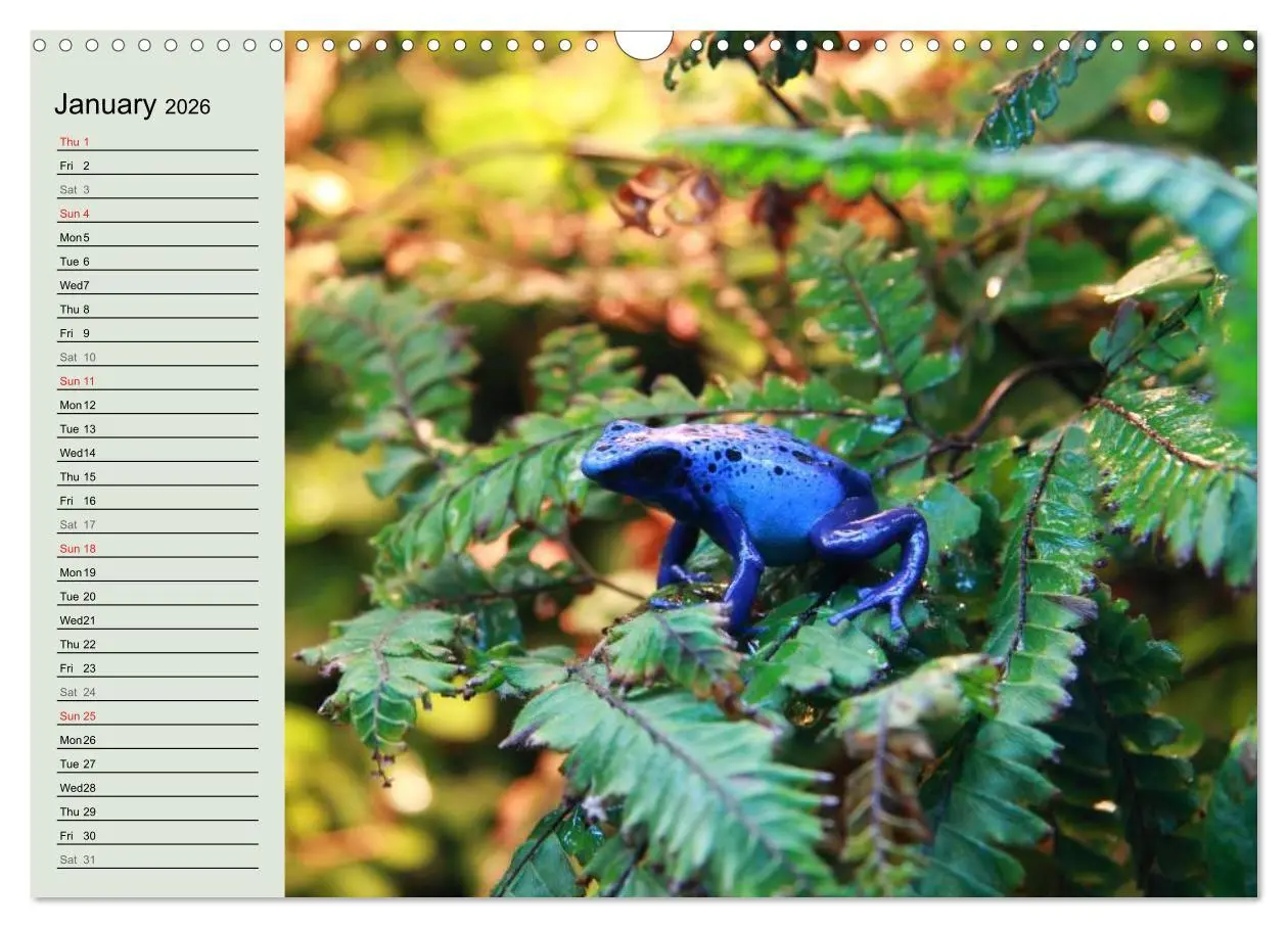 Bild: 9783516582314 | Poison dart frogs / UK-Version / Birthday Calendar (Wall Calendar...