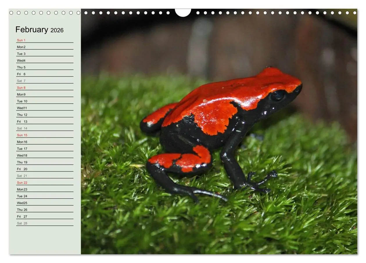 Bild: 9783516582314 | Poison dart frogs / UK-Version / Birthday Calendar (Wall Calendar...