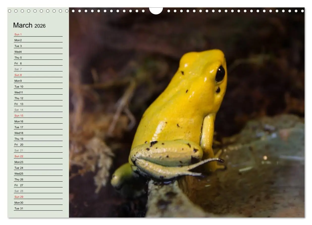 Bild: 9783516582314 | Poison dart frogs / UK-Version / Birthday Calendar (Wall Calendar...