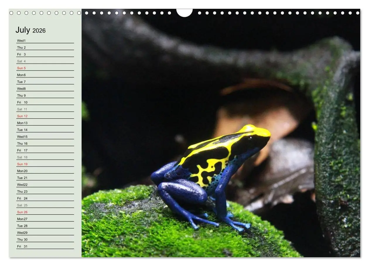 Bild: 9783516582314 | Poison dart frogs / UK-Version / Birthday Calendar (Wall Calendar...