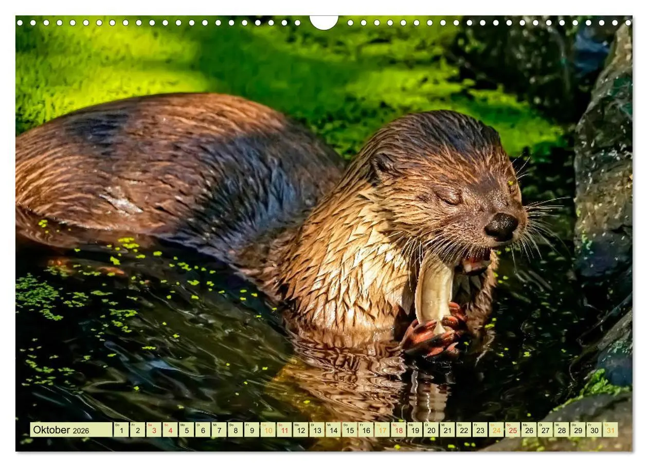 Bild: 9783457862414 | Fischotter - putzige Kerlchen und elegante Schwimmer (Wandkalender...