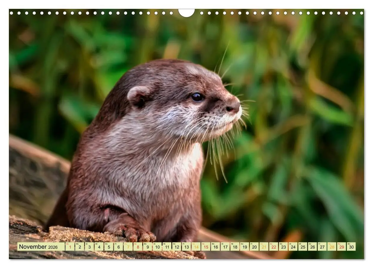 Bild: 9783457862414 | Fischotter - putzige Kerlchen und elegante Schwimmer (Wandkalender...