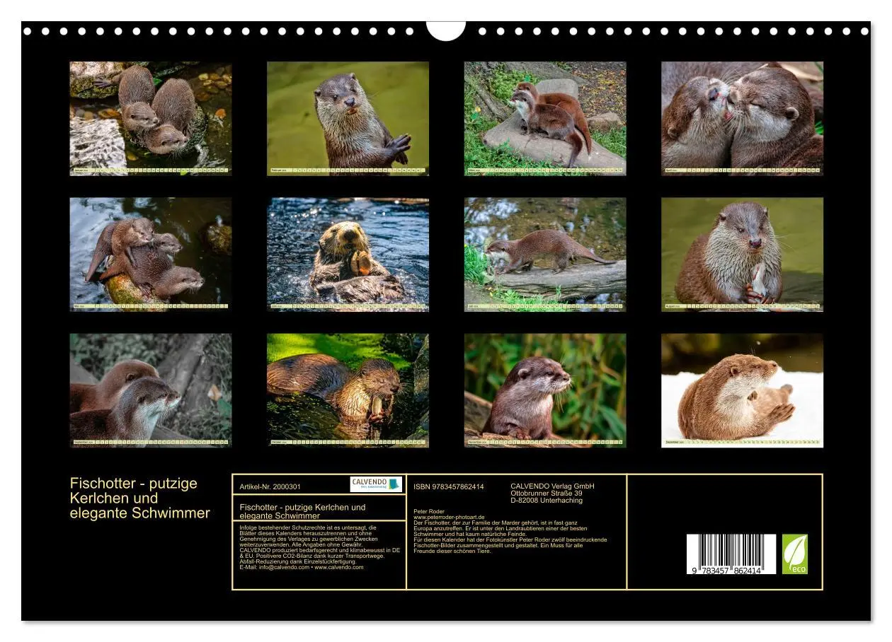 Bild: 9783457862414 | Fischotter - putzige Kerlchen und elegante Schwimmer (Wandkalender...