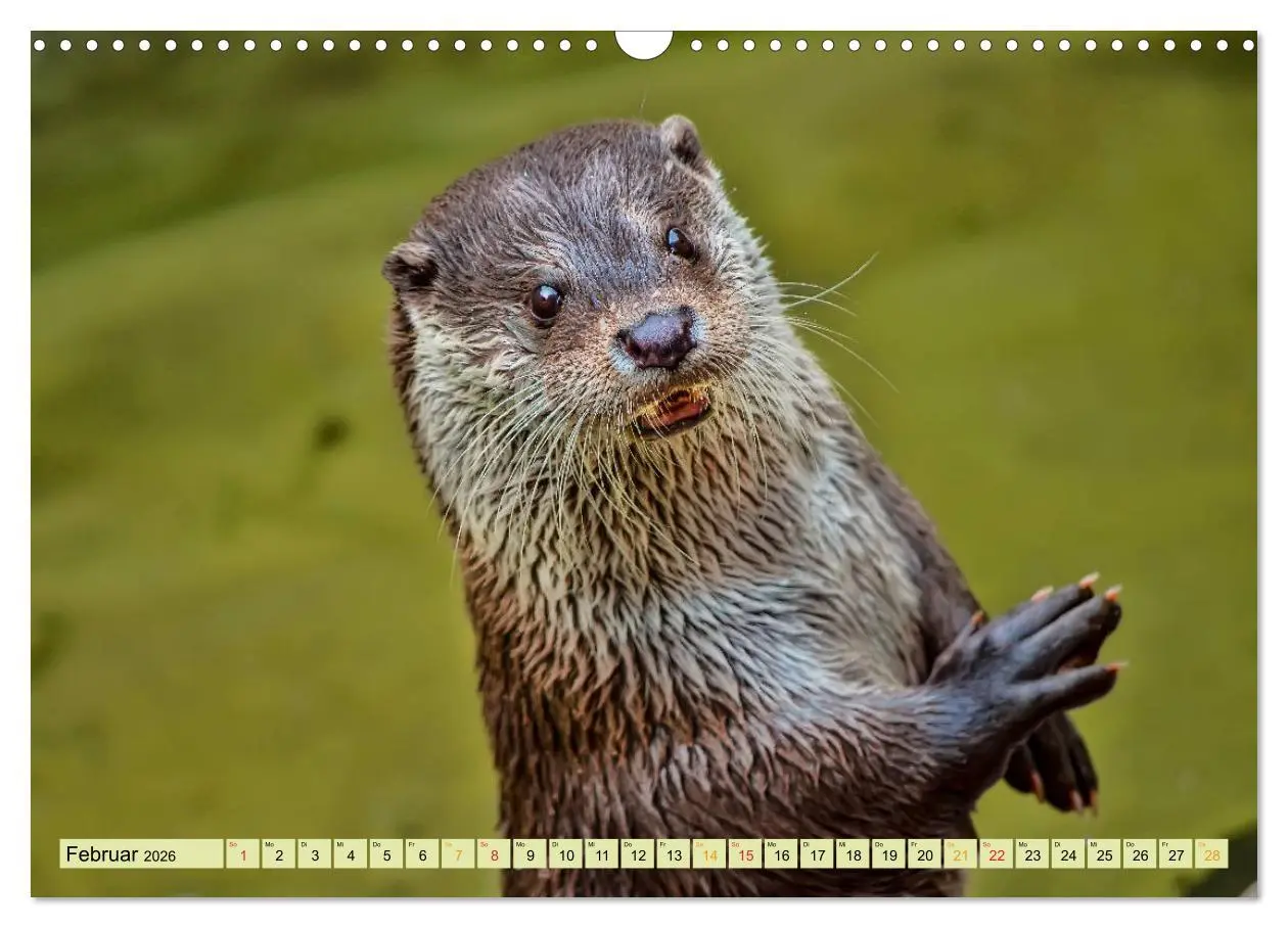 Bild: 9783457862414 | Fischotter - putzige Kerlchen und elegante Schwimmer (Wandkalender...