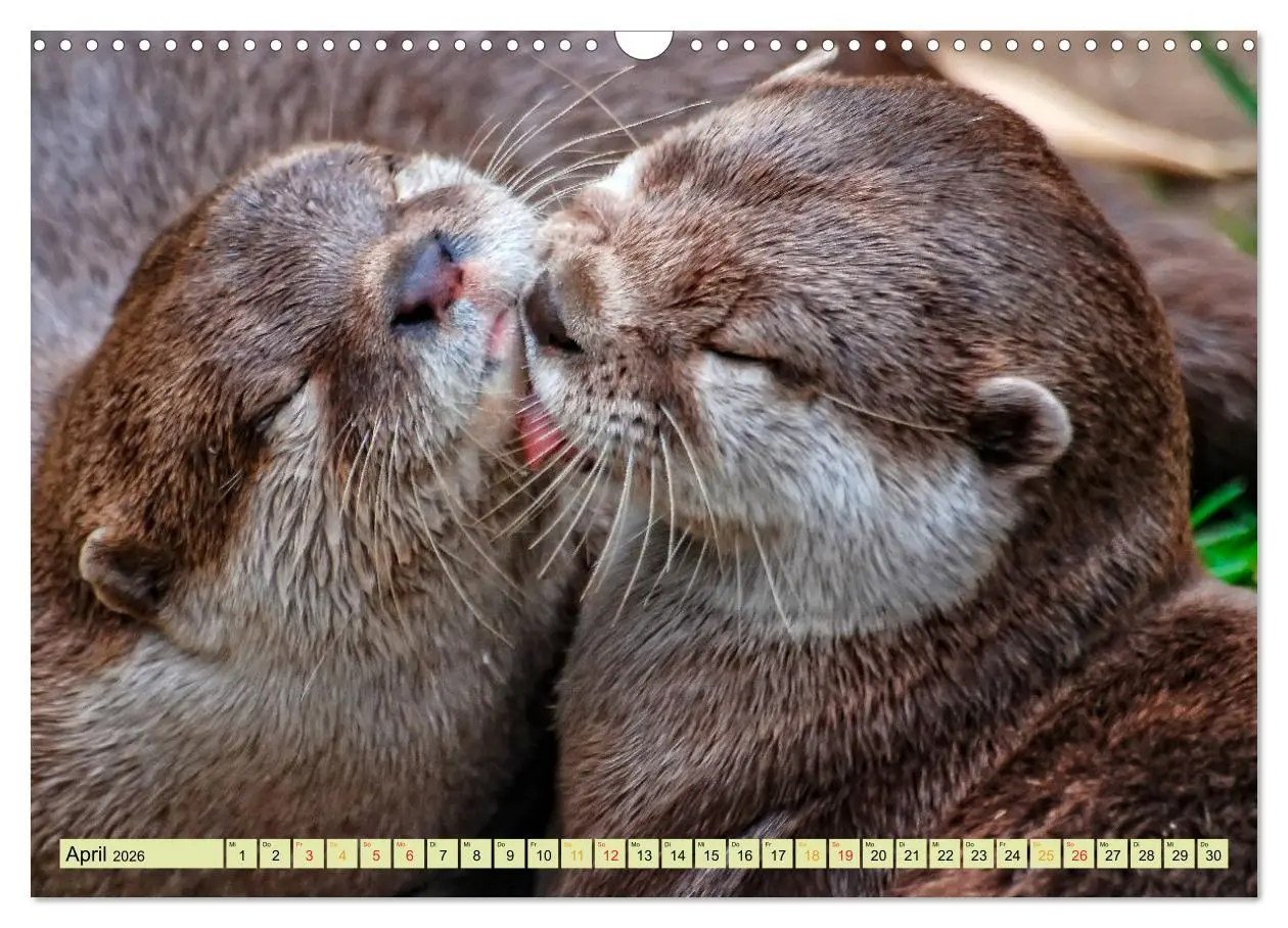 Bild: 9783457862414 | Fischotter - putzige Kerlchen und elegante Schwimmer (Wandkalender...