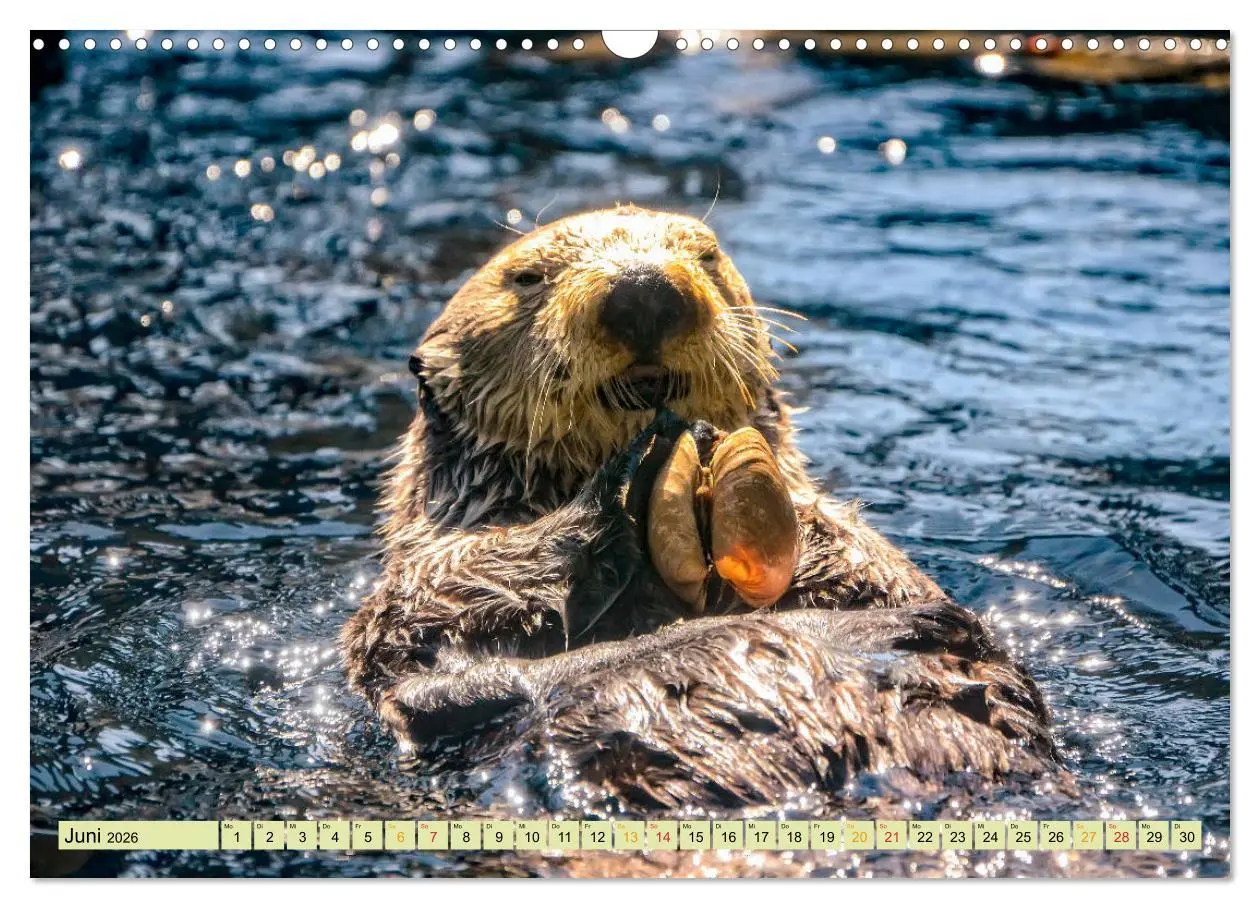Bild: 9783457862414 | Fischotter - putzige Kerlchen und elegante Schwimmer (Wandkalender...