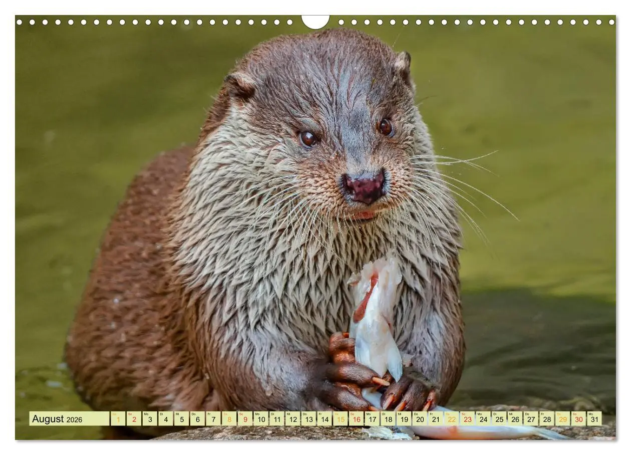 Bild: 9783457862414 | Fischotter - putzige Kerlchen und elegante Schwimmer (Wandkalender...