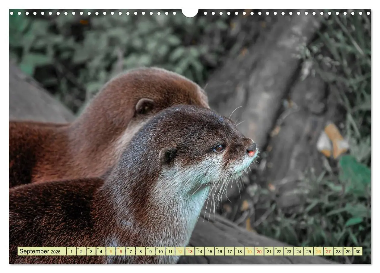 Bild: 9783457862414 | Fischotter - putzige Kerlchen und elegante Schwimmer (Wandkalender...