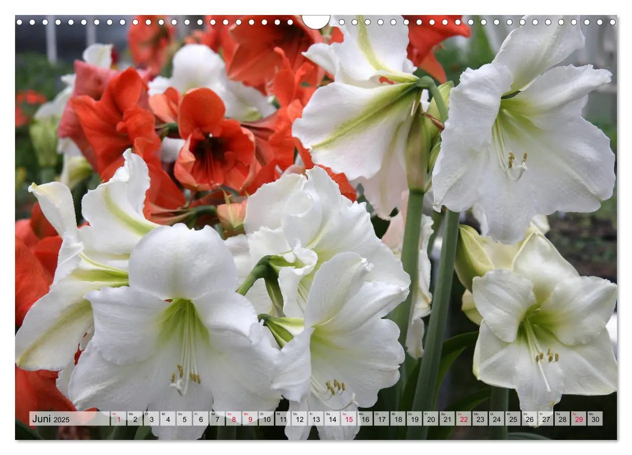 Bild: 9783435382514 | Amaryllis-Blüten (Wandkalender 2025 DIN A3 quer), CALVENDO...
