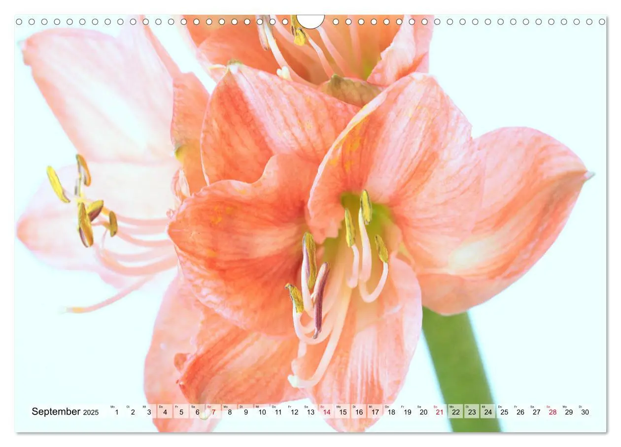 Bild: 9783435382514 | Amaryllis-Blüten (Wandkalender 2025 DIN A3 quer), CALVENDO...