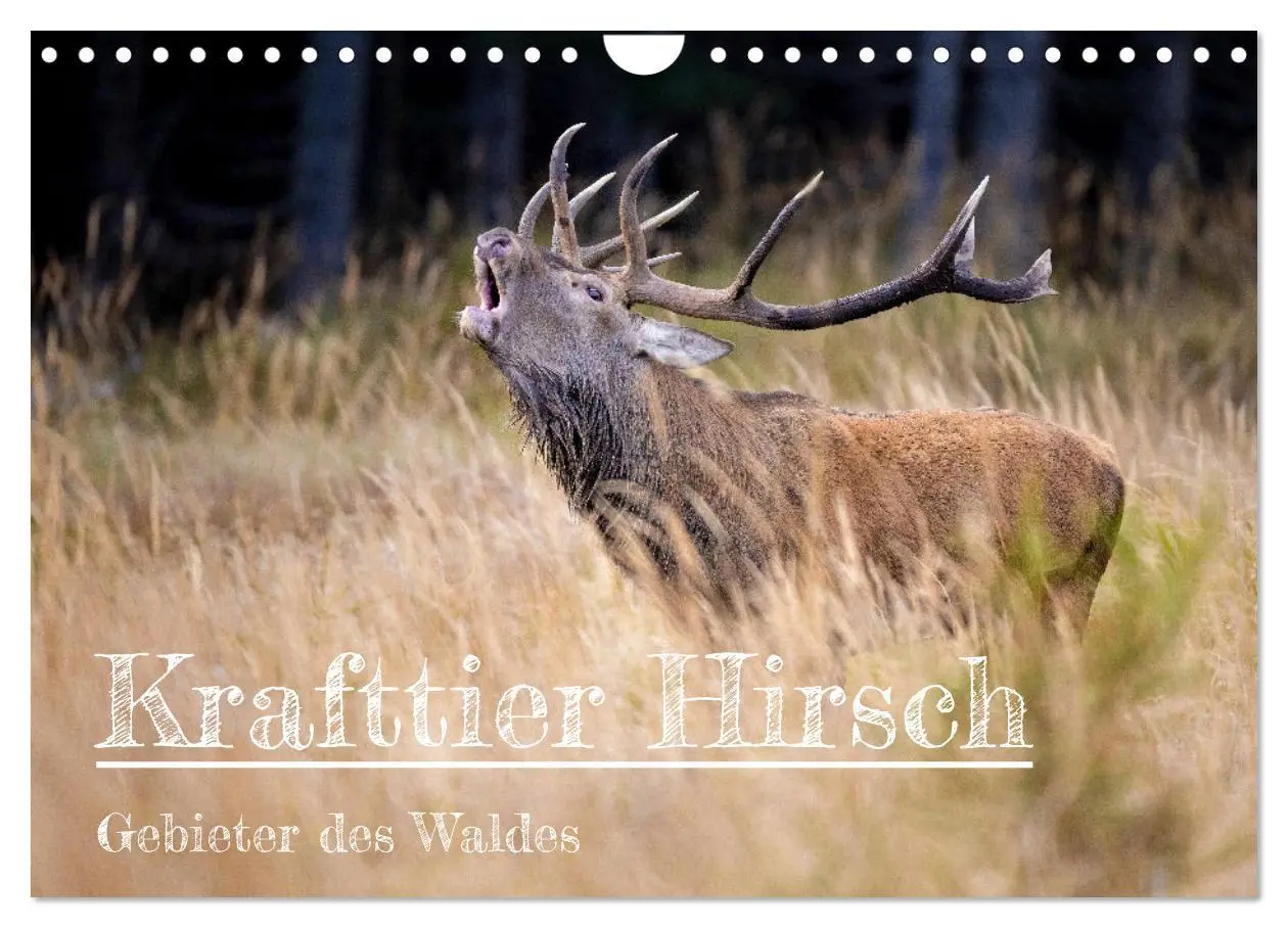 Cover: 9783457612514 | Krafttier Hirsch (Wandkalender 2026 DIN A4 quer), CALVENDO...