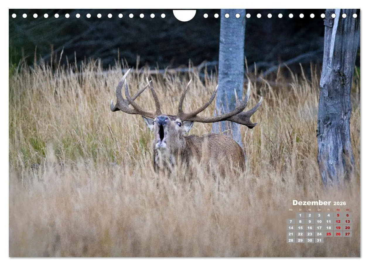 Bild: 9783457612514 | Krafttier Hirsch (Wandkalender 2026 DIN A4 quer), CALVENDO...