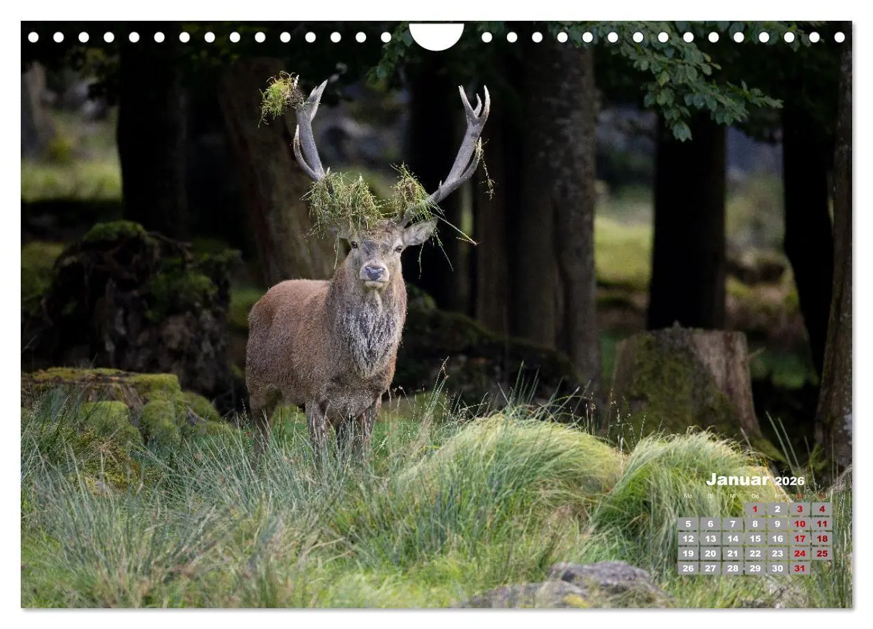 Bild: 9783457612514 | Krafttier Hirsch (Wandkalender 2026 DIN A4 quer), CALVENDO...