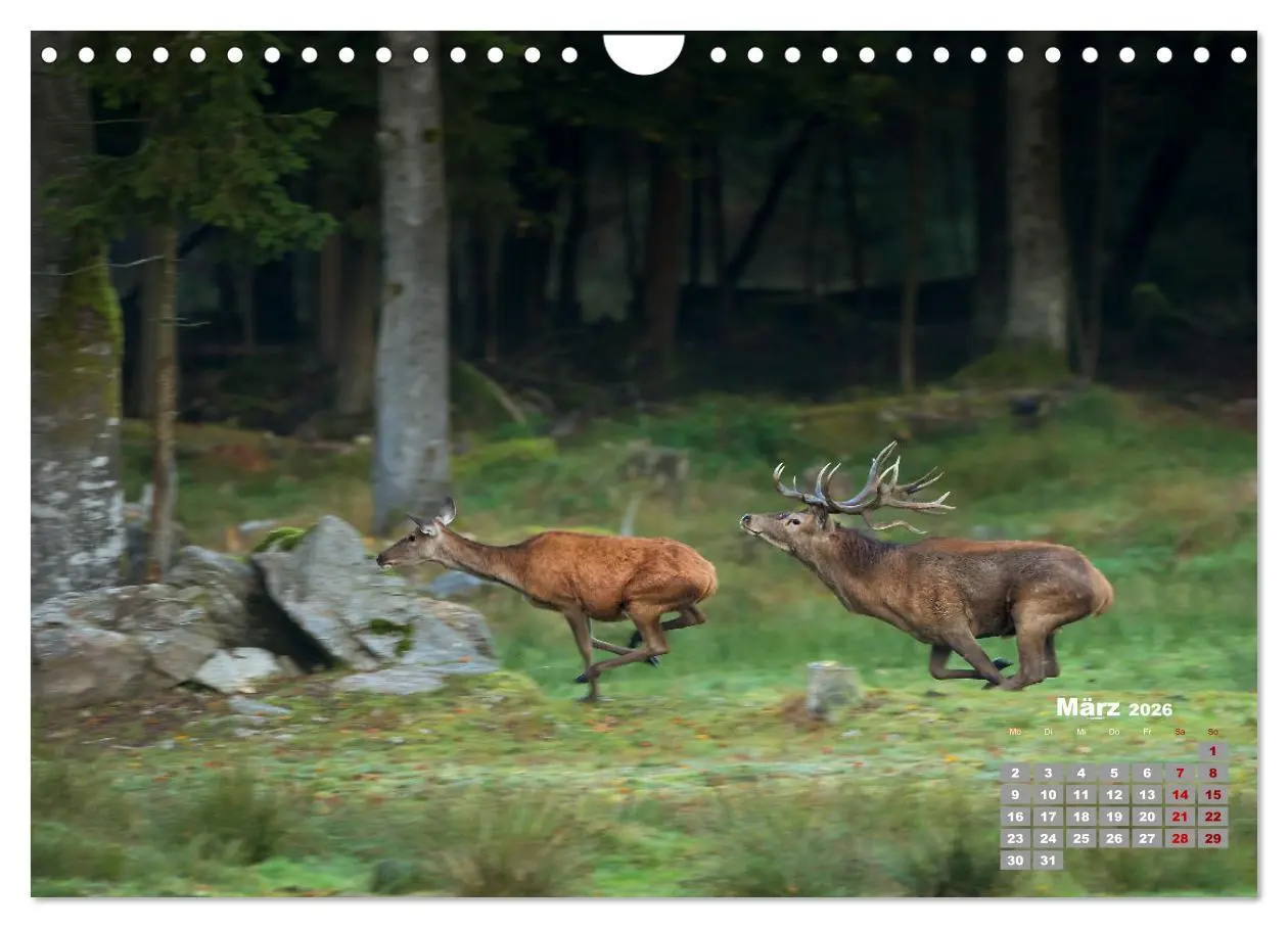 Bild: 9783457612514 | Krafttier Hirsch (Wandkalender 2026 DIN A4 quer), CALVENDO...