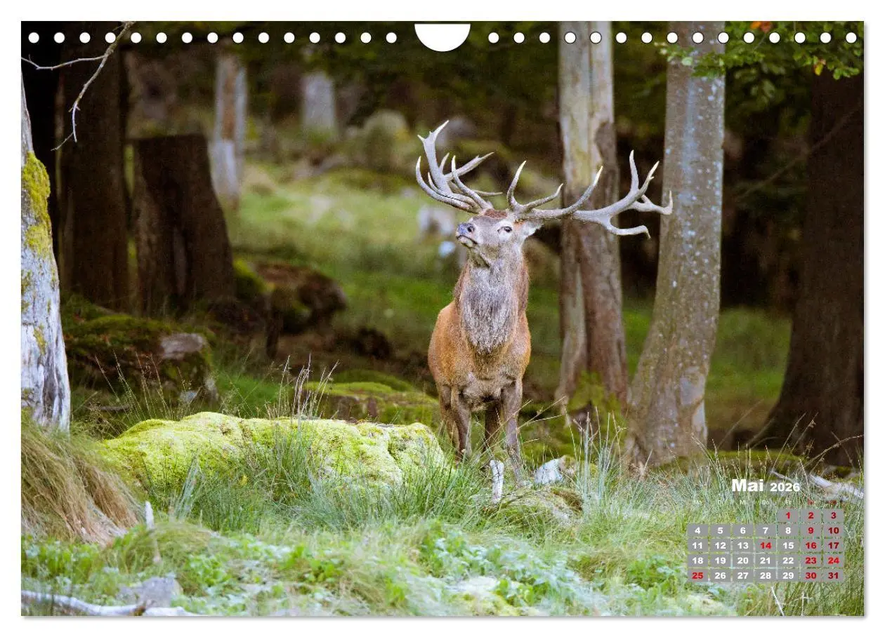 Bild: 9783457612514 | Krafttier Hirsch (Wandkalender 2026 DIN A4 quer), CALVENDO...