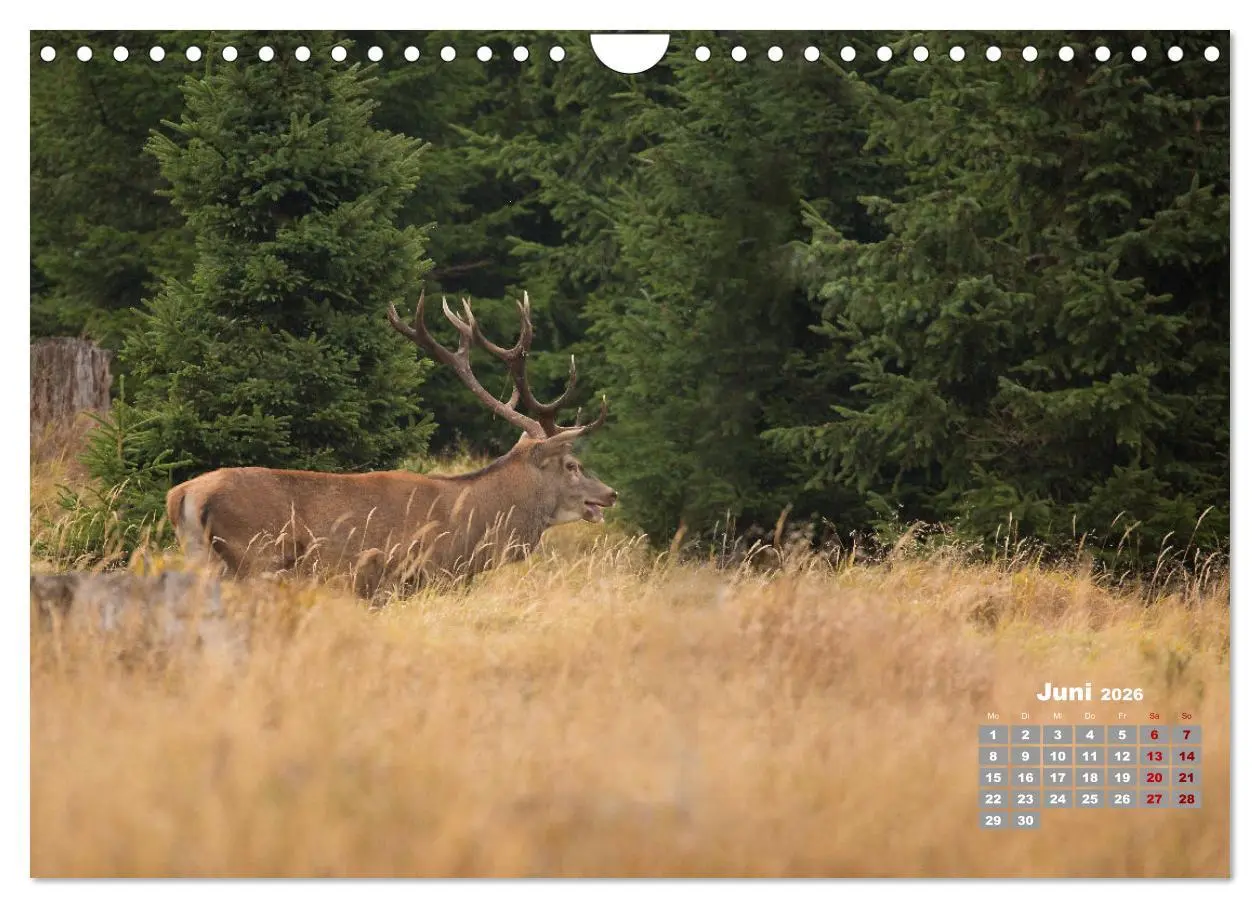 Bild: 9783457612514 | Krafttier Hirsch (Wandkalender 2026 DIN A4 quer), CALVENDO...