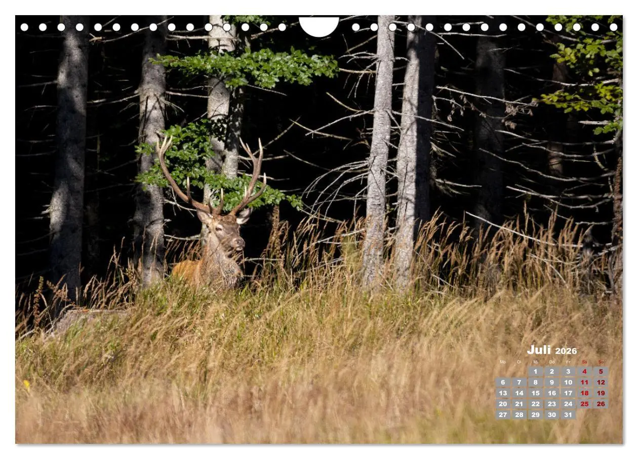 Bild: 9783457612514 | Krafttier Hirsch (Wandkalender 2026 DIN A4 quer), CALVENDO...