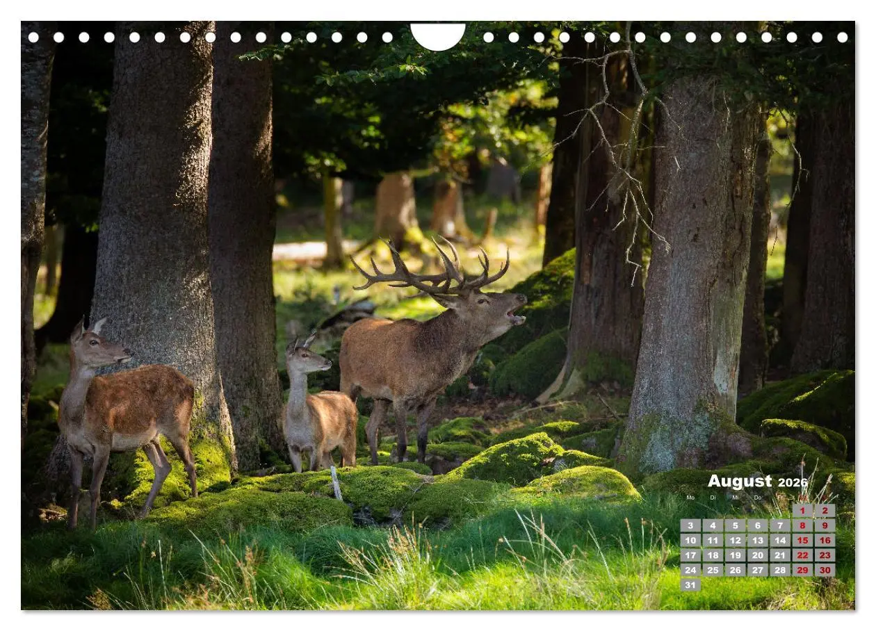 Bild: 9783457612514 | Krafttier Hirsch (Wandkalender 2026 DIN A4 quer), CALVENDO...