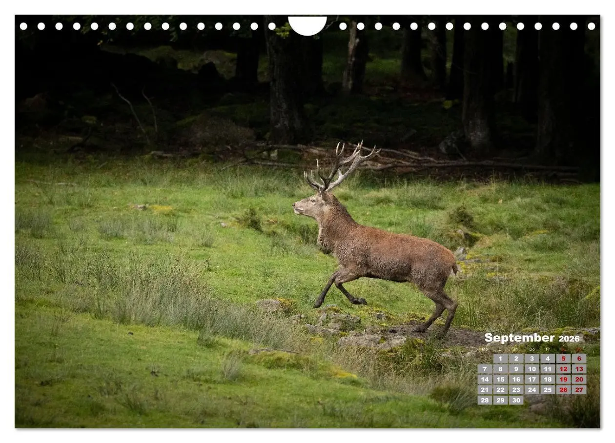 Bild: 9783457612514 | Krafttier Hirsch (Wandkalender 2026 DIN A4 quer), CALVENDO...