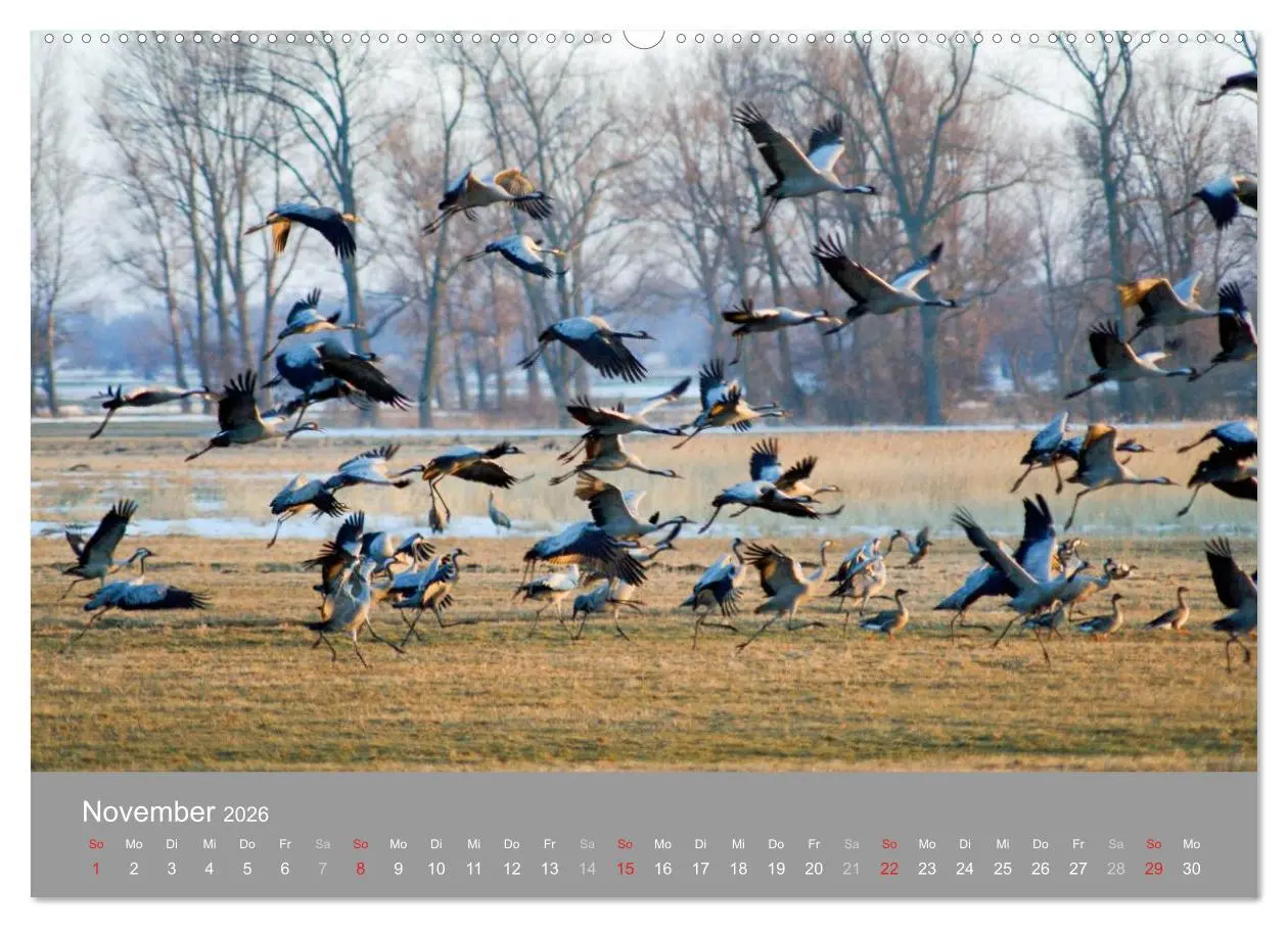 Bild: 9783516092714 | Kraniche in Vorpommern (Wandkalender 2026 DIN A2 quer), CALVENDO...