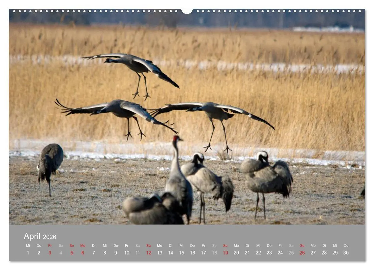 Bild: 9783516092714 | Kraniche in Vorpommern (Wandkalender 2026 DIN A2 quer), CALVENDO...