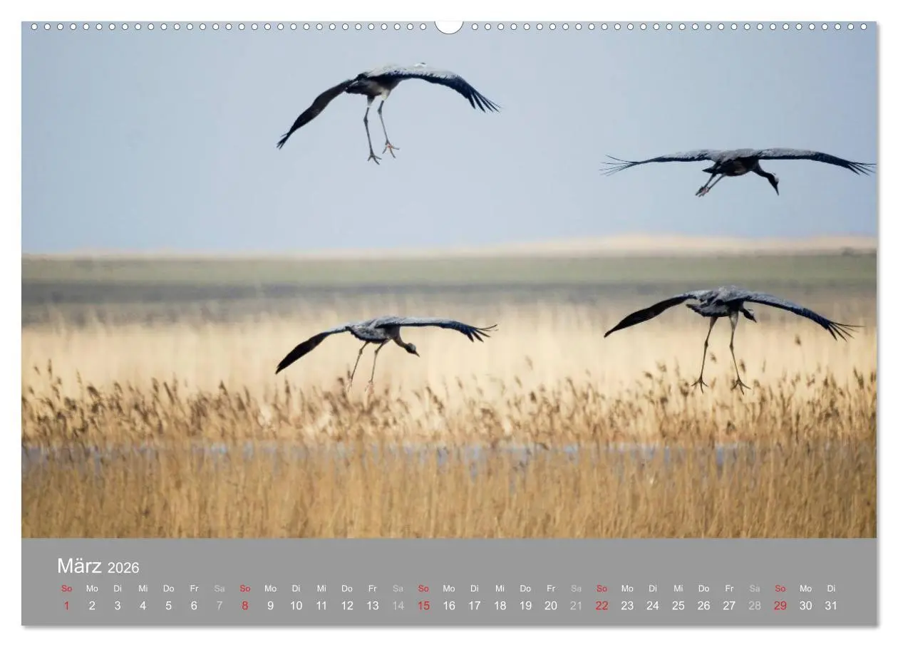 Bild: 9783516092714 | Kraniche in Vorpommern (Wandkalender 2026 DIN A2 quer), CALVENDO...