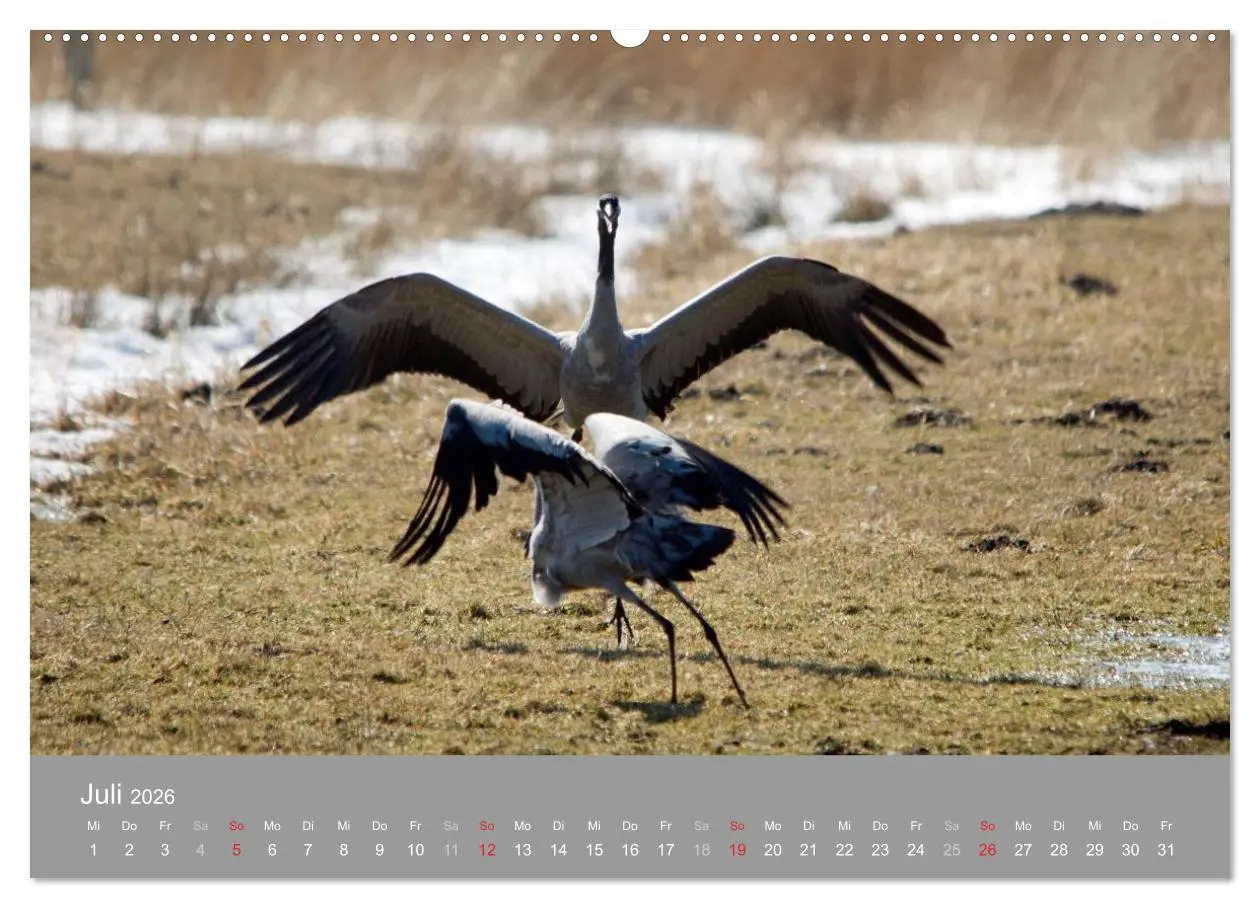 Bild: 9783516092714 | Kraniche in Vorpommern (Wandkalender 2026 DIN A2 quer), CALVENDO...