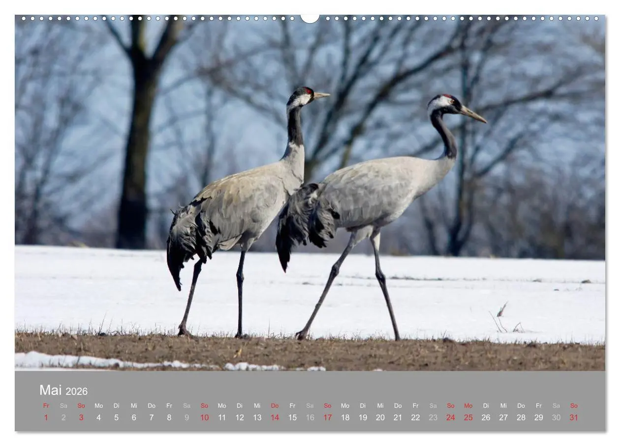 Bild: 9783516092714 | Kraniche in Vorpommern (Wandkalender 2026 DIN A2 quer), CALVENDO...