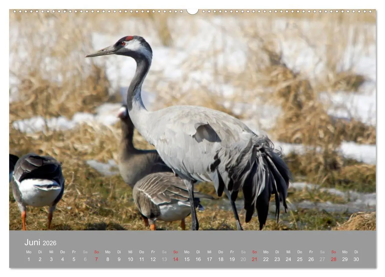 Bild: 9783516092714 | Kraniche in Vorpommern (Wandkalender 2026 DIN A2 quer), CALVENDO...