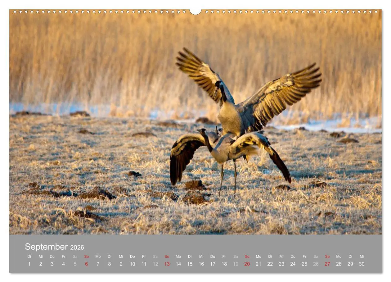 Bild: 9783516092714 | Kraniche in Vorpommern (Wandkalender 2026 DIN A2 quer), CALVENDO...
