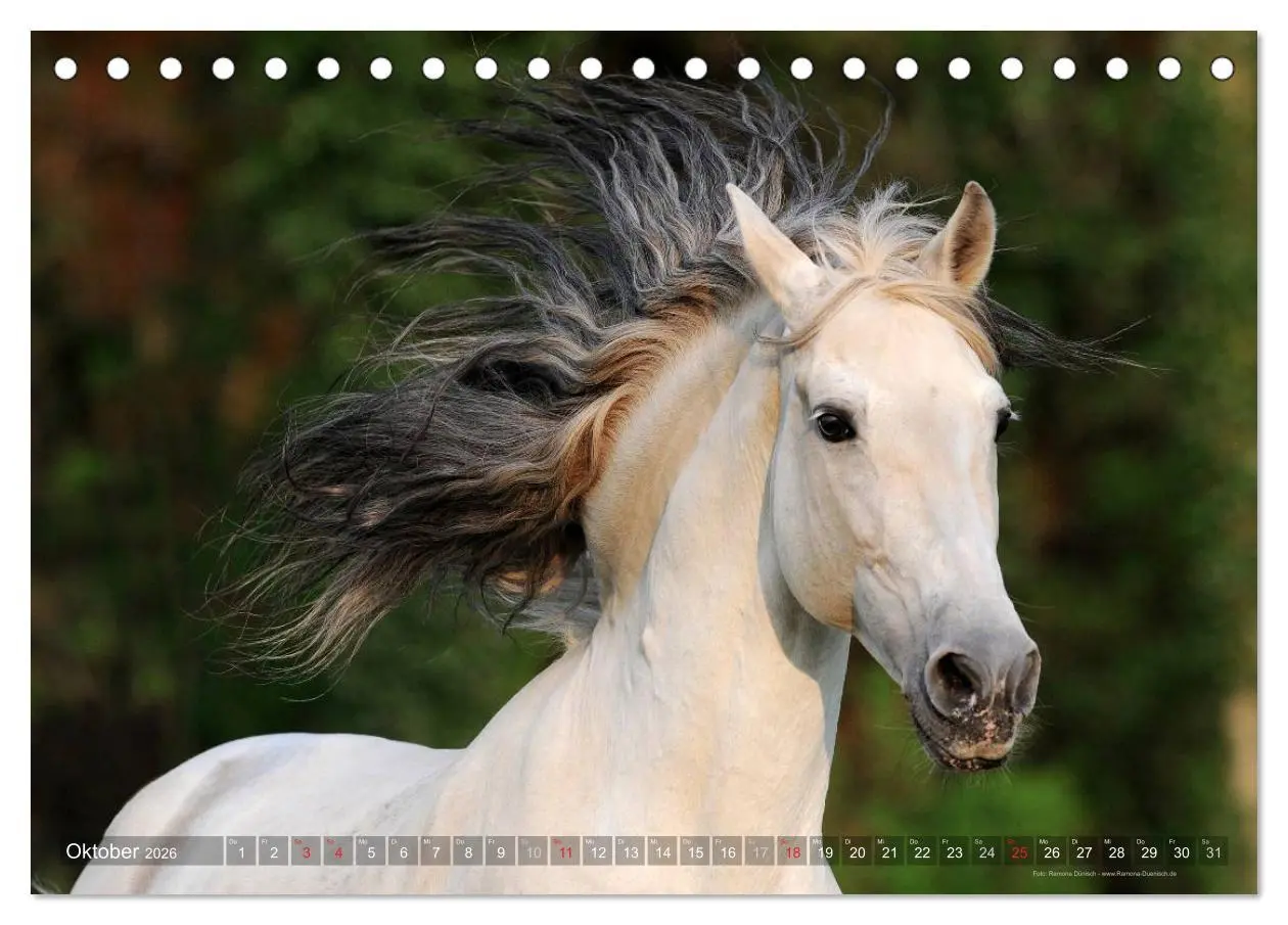 Bild: 9783516152814 | Edle spanische Pferde - Pura Raza Espanola (Tischkalender 2026 DIN...