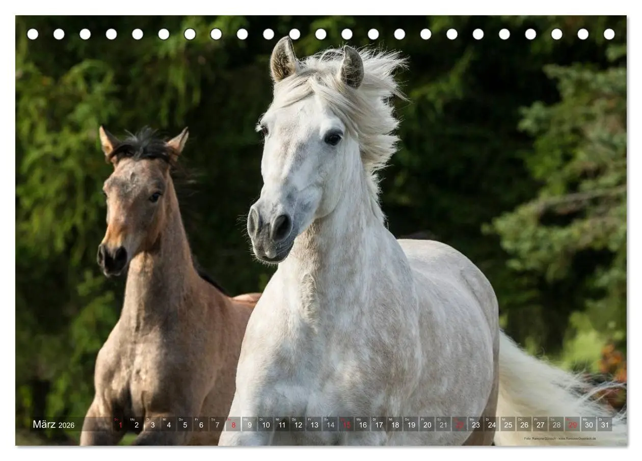 Bild: 9783516152814 | Edle spanische Pferde - Pura Raza Espanola (Tischkalender 2026 DIN...