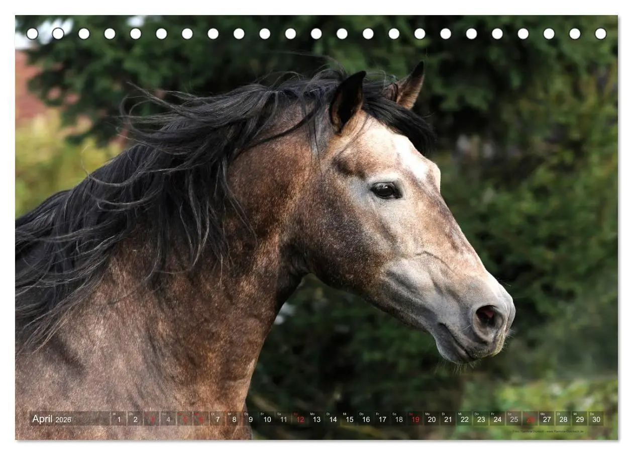 Bild: 9783516152814 | Edle spanische Pferde - Pura Raza Espanola (Tischkalender 2026 DIN...