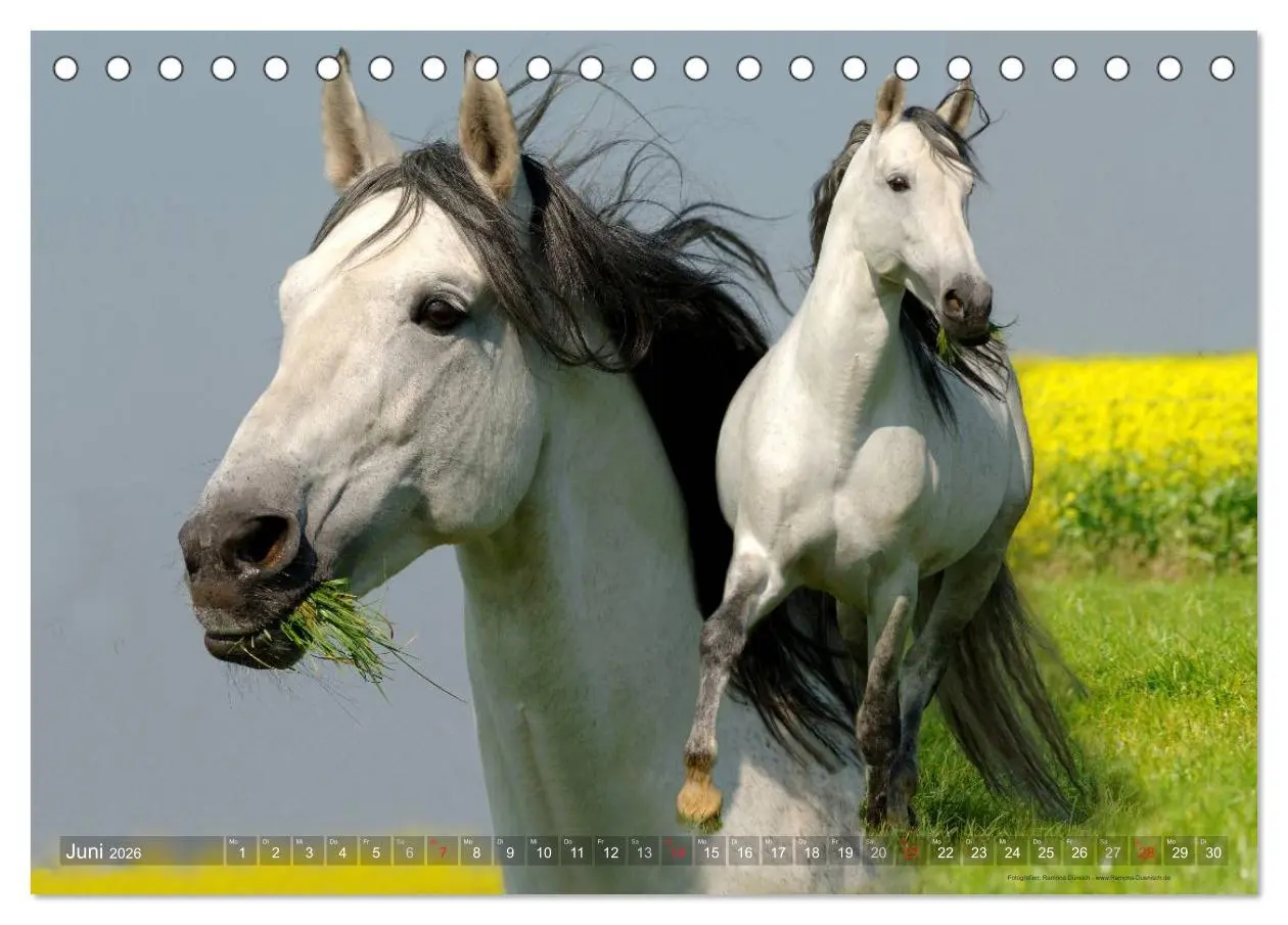 Bild: 9783516152814 | Edle spanische Pferde - Pura Raza Espanola (Tischkalender 2026 DIN...