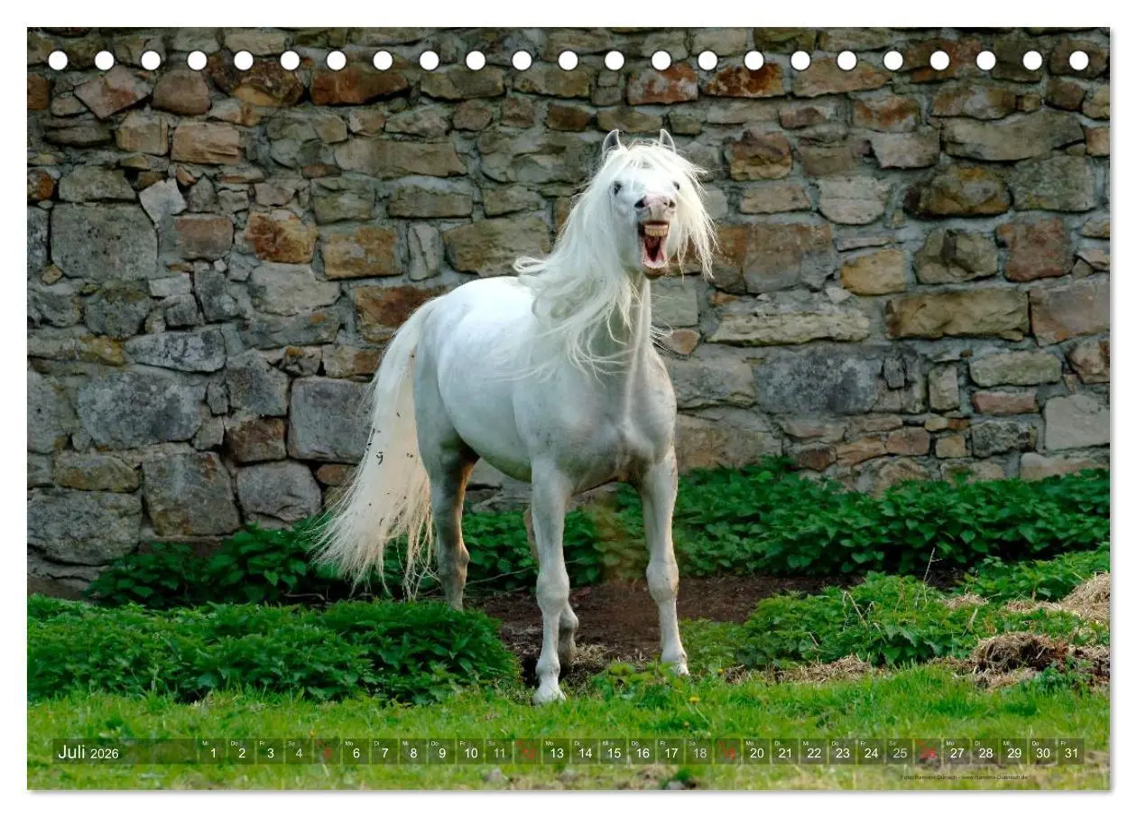 Bild: 9783516152814 | Edle spanische Pferde - Pura Raza Espanola (Tischkalender 2026 DIN...