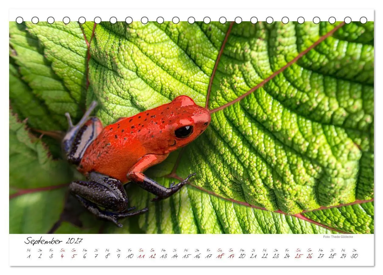 Bild: 9783569792814 | Natur pur, Costa Rica (Tischkalender 2027 DIN A5 quer), CALVENDO...